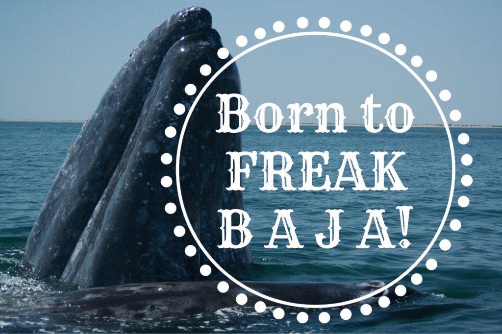 born to freak baja logo