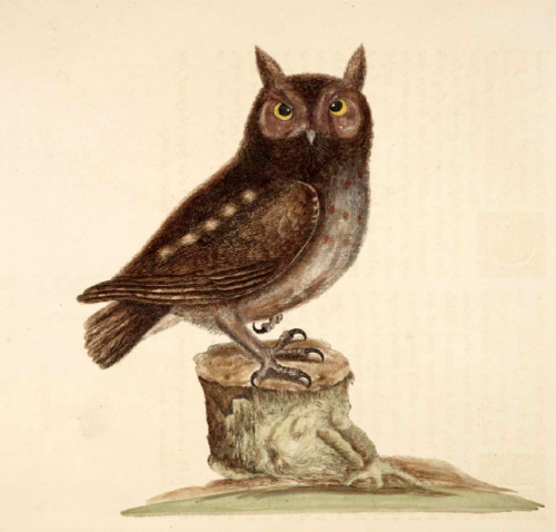 owl