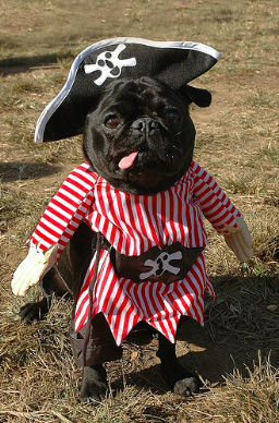 pug pirate